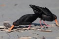 Variable Oystercatcher in New Zealand