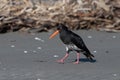 Variable Oystercatcher in New Zealand