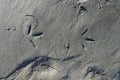 Variable Oystercatcher Tracks