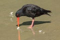 A variable oystercatcher digging up a shell