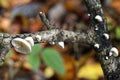 Variable Oysterling fungus Royalty Free Stock Photo