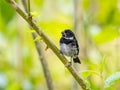 Variable seedeater perched on a tree Royalty Free Stock Photo