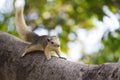 Variable squirrel Royalty Free Stock Photo