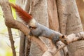 Variable Squirrel climbing down the tree