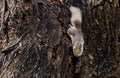 Variable squirrel Finlayson`s squirrel, Callosciurus finlaysoni