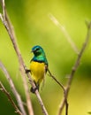 Variable Sunbird