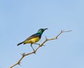 Variable Sunbird