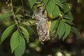 Variable Sunbird, cinnyris venustus, Female standing in Nest, Kenya