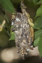 Variable Sunbird, cinnyris venustus, Female standing in Nest, Kenya