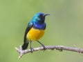 Variable Sunbird, Cinnyris venustus at Kenya