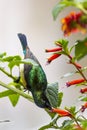 Variable Sunbird, Ethiopia