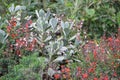 A variable sunbird in a flower bush