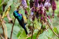 Variable sunbird in a bush