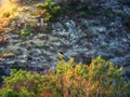 Variable wheatear in the morning sun in the mountains.The variable wheatear is a species of bird in the family Muscicapidae Royalty Free Stock Photo