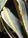Variated agave Royalty Free Stock Photo