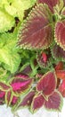 Variated coleus Royalty Free Stock Photo