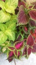 Variated coleus Royalty Free Stock Photo