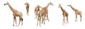 Variation acting of giraffe isolate on white background.