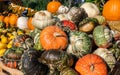 Variation of different Pumpkins turban gourd, ornamental gourds, still life, harvest season, October, thanksgiving background,