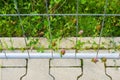 Variation of green weeds behind a metal grid fence next to sidewalk Royalty Free Stock Photo