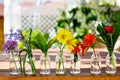 Variation or group of garden flowers in small vases or bottles. Colorful flower arrangement or decoration in rainbow