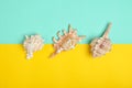 Variations of shells on a blue pastel yellow background. Top view. Summer Beach Concept.