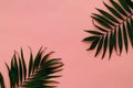 Variations of tropical palm leaves on light texture. Creative tropical leaves on pink background, copy space, closeup. Royalty Free Stock Photo
