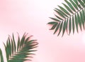 Variations of tropical palm leaves on light texture. Creative tropical leaves on pink background. Royalty Free Stock Photo