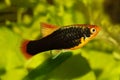 Variatus Platy platy male Xiphophorus maculatus tropical aquarium fish Royalty Free Stock Photo