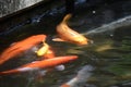 Varicolored carp / Japanese Nishiki Koi Royalty Free Stock Photo