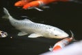 Varicolored carp / Japanese Nishiki Koi Royalty Free Stock Photo