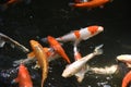 Varicolored carp / Japanese Nishiki Koi Royalty Free Stock Photo