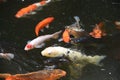 Varicolored carp / Japanese Nishiki Koi Royalty Free Stock Photo