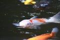 Varicolored carp / Japanese Nishiki Koi Royalty Free Stock Photo