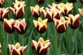 Varicolored tulip flowers field