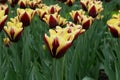 Varicolored tulip flowers field