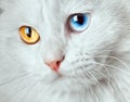 Varicoloured eyes white cat Royalty Free Stock Photo