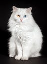 Varicoloured eyes white cat Royalty Free Stock Photo