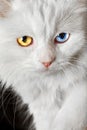 Varicoloured eyes white cat Royalty Free Stock Photo