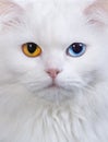 Varicoloured eyes white cat Royalty Free Stock Photo