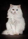 Varicoloured eyes white cat Royalty Free Stock Photo