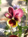 Varicoloured, motley, colorful flower. Pansy