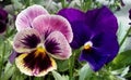 Varicoloured pansies