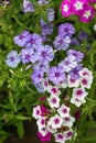 varicoloured flowers of Phlox paniculata, garden phlox flower. phlox in the garden Royalty Free Stock Photo