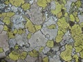 Varicoloured lichen on a stone surface Royalty Free Stock Photo