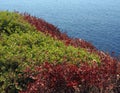 A varicoloured shrubbery rug.