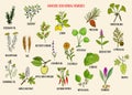 Varicose vein herbal remedies