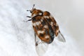 Varied carpet beetle, Anthrenus verbasci. Adult, Dermestidae on a ball of dust. Ready to fly. Royalty Free Stock Photo