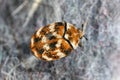 Varied carpet beetle, Anthrenus verbasci. Home and storage pest. Adult, Dermestidae. Royalty Free Stock Photo