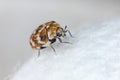 Varied carpet beetle, Anthrenus verbasci. Adult, Dermestidae on silk fabric. Front view. Royalty Free Stock Photo